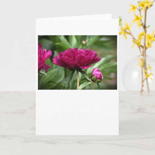 Peony, kaart (Gele Bloem)