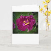 Peony, kaart (Gele Bloem)