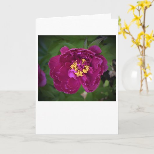 Peony, kaart (Gele Bloem)