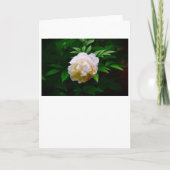 Peony, kaart (Voorkant)