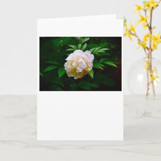 Peony, kaart (Gele Bloem)