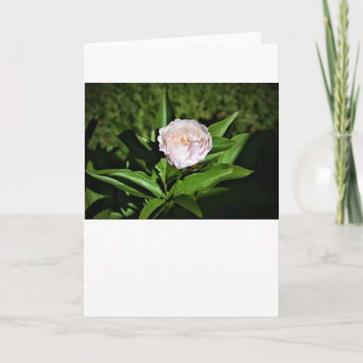 Peony, kaart (Voorkant)