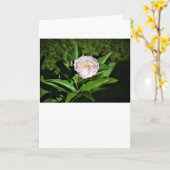 Peony, kaart (Gele Bloem)