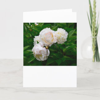 Peony, kaart