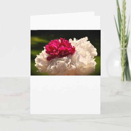 Peony, kaart (Voorkant)