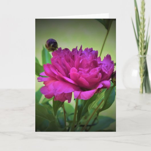 Peony, kaart (Voorkant)