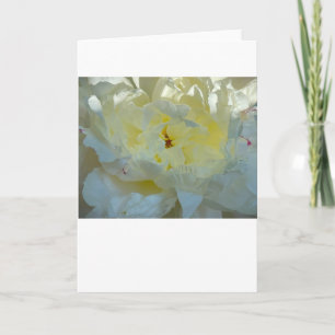 Peony, kaart