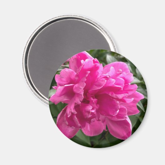 Peony Magnet (Voorkant / Achterkant)