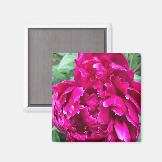 Peony Magnet (Voorkant / Achterkant)