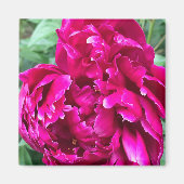 Peony Magnet (Voorkant)