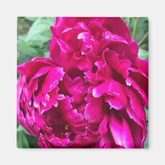 Peony Magnet (Voorkant)