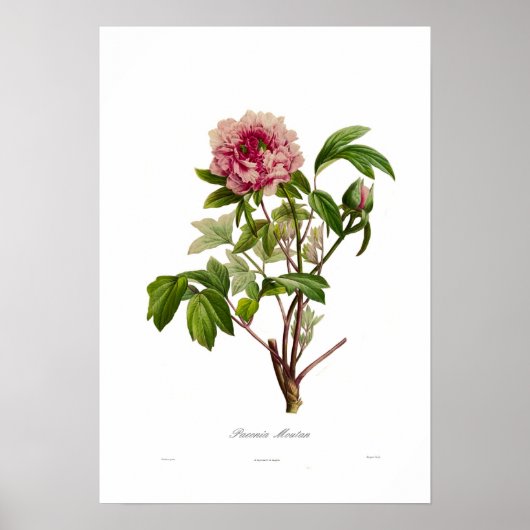 Peony moutan poster (Voorkant)