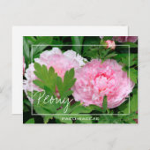 Peony | Paeony | Paeonia van de Paeoniaceae-bloem Briefkaart (Voorkant / Achterkant)