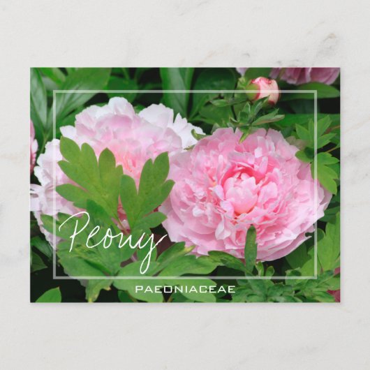 Peony | Paeony | Paeonia van de Paeoniaceae-bloem Briefkaart (Voorkant)