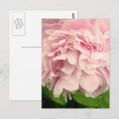 Peony Petals Briefkaart (Voorkant / Achterkant)