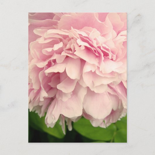 Peony Petals Briefkaart (Voorkant)