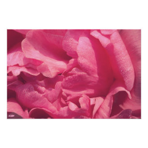 Peony Petals Fotovergroting Foto Afdruk