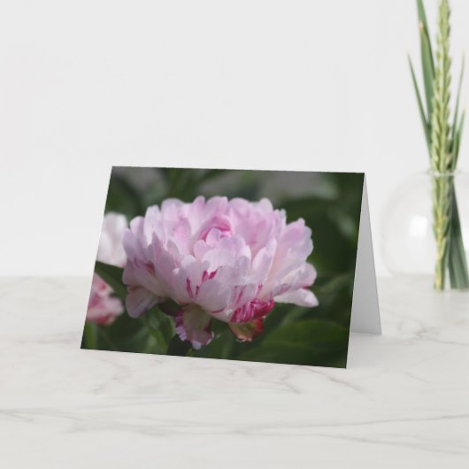 Peony "Petit Elegance" Kaart (Voorkant)
