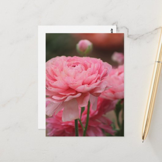 Peony Pink Ranunculus Closeup Briefkaart (Voorkant / Achterkant in situ)