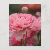 Peony Pink Ranunculus Closeup Briefkaart (Voorkant)