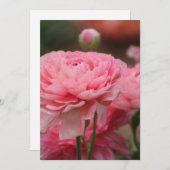 Peony Pink Ranunculus Closeup Feestdagenkaart (Voorkant / Achterkant)