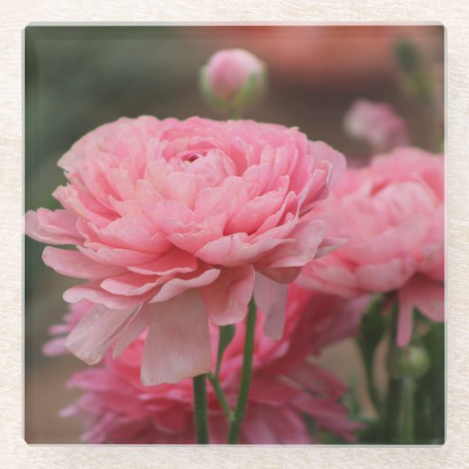 Peony Pink Ranunculus Closeup Glazen Onderzetter (Voorkant)