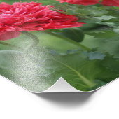 Peony Poppy Blooms Foto Afdruk (Hoek)