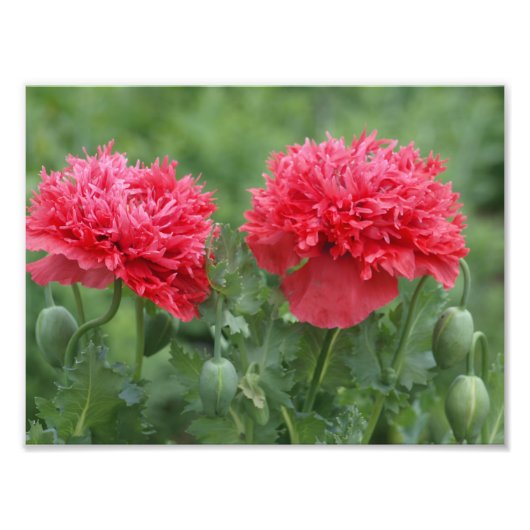 Peony Poppy Blooms Foto Afdruk (Voorkant)
