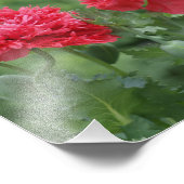 Peony Poppy Flower in Bloom Foto Afdruk (Hoek)