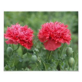 Peony Poppy Flower in Bloom Foto Afdruk