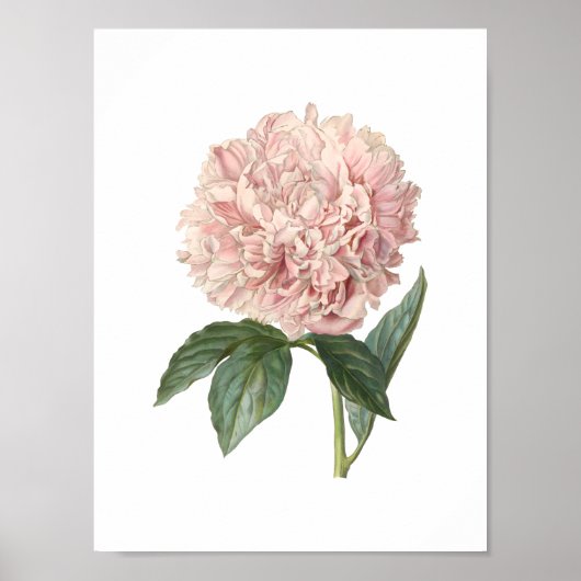 Peony Poster (Voorkant)