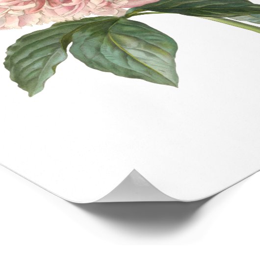 Peony Poster (Hoek)
