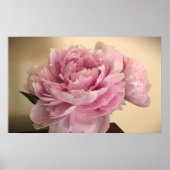 Peony Poster (Voorkant)
