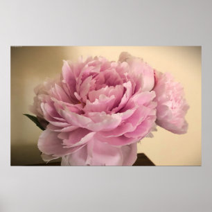 Peony Poster