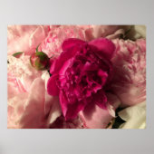 Peony Poster (Voorkant)