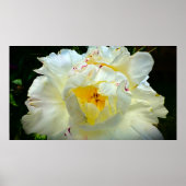 Peony Poster (Voorkant)