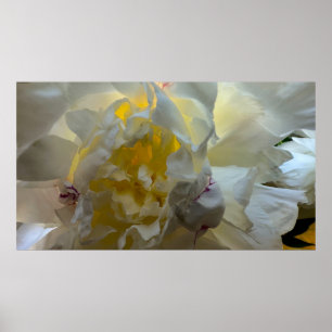 Peony Poster