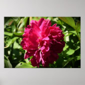 Peony Poster (Voorkant)