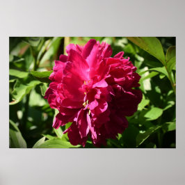 Peony Poster