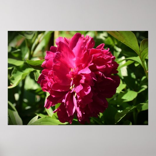 Peony Poster (Voorkant)