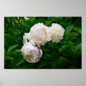 Peony Poster (Voorkant)