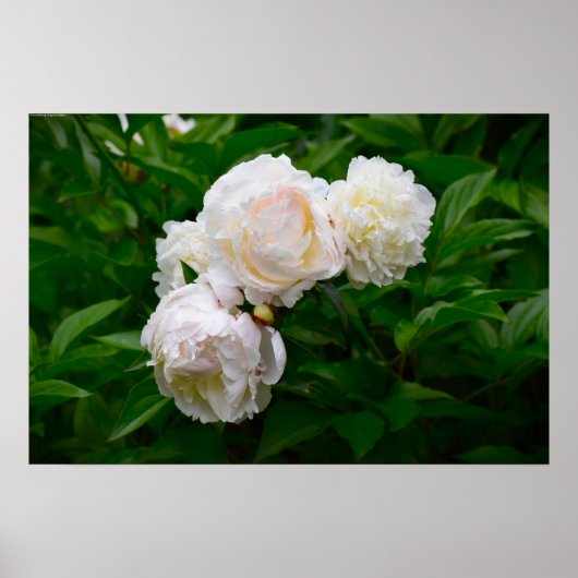 Peony Poster (Voorkant)