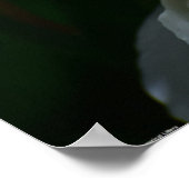 Peony Poster (Hoek)