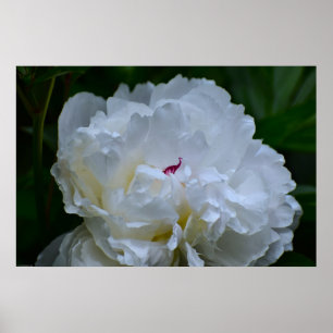 Peony Poster
