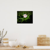 Peony Poster (Keuken)