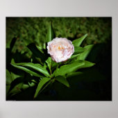 Peony Poster (Voorkant)