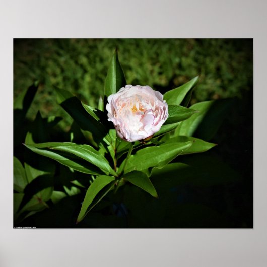 Peony Poster (Voorkant)