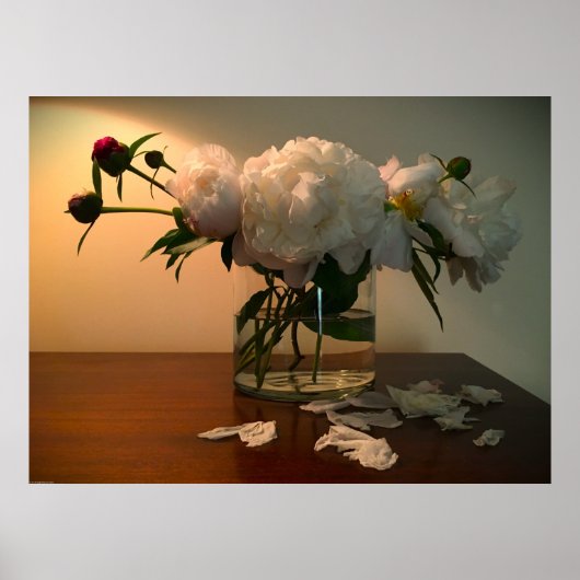 Peony Poster (Voorkant)