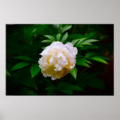 Peony Poster (Voorkant)