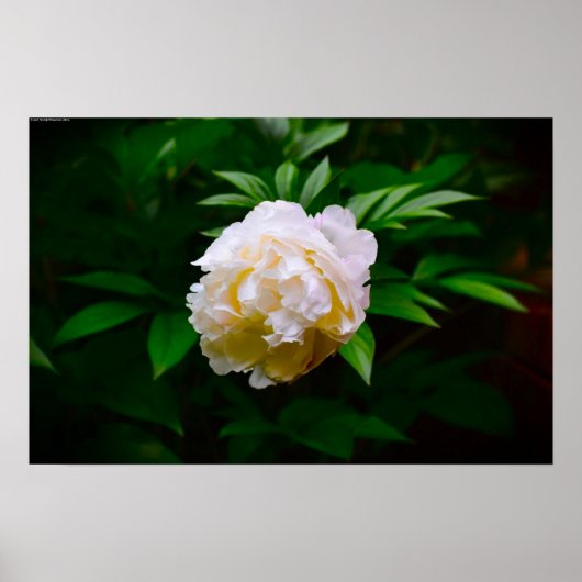 Peony Poster (Voorkant)